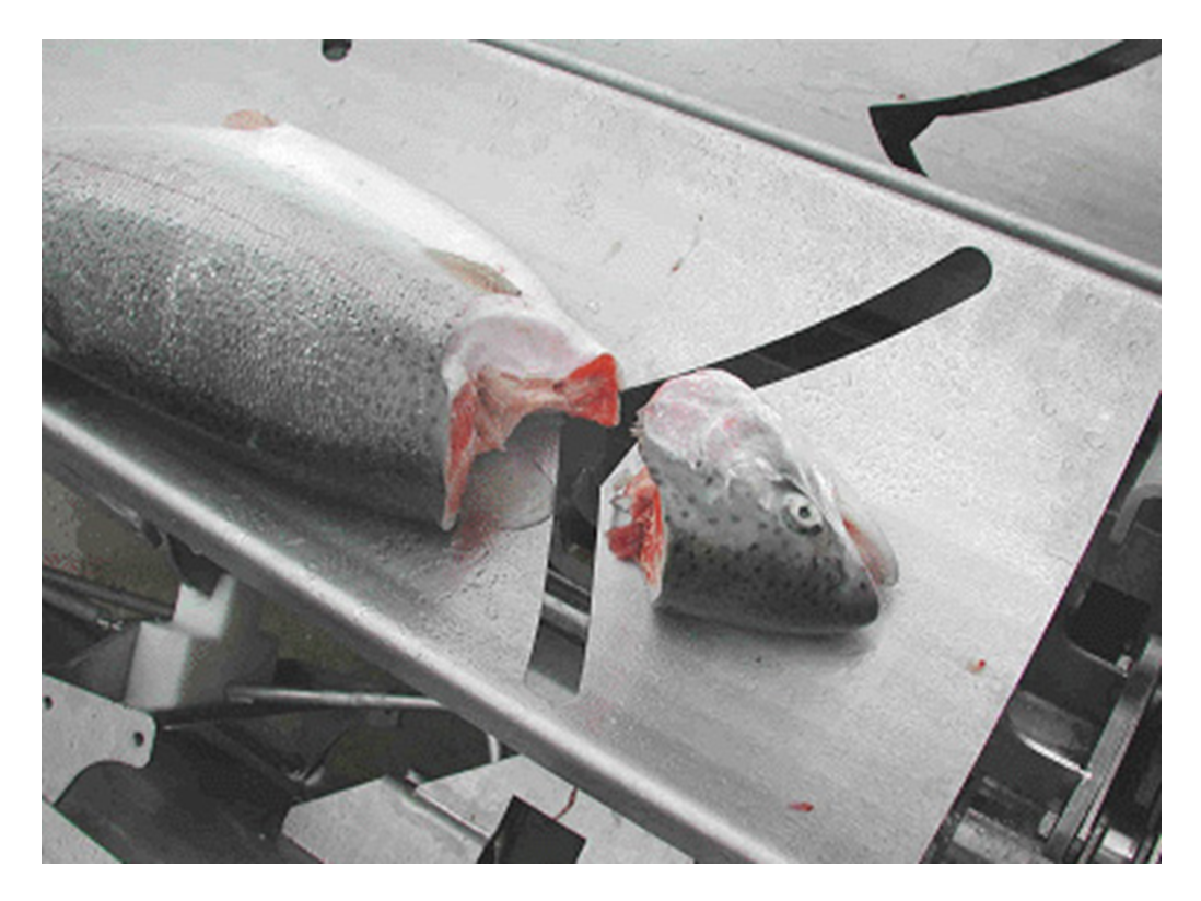 Головоотсекающая машина AD-1000 Uni-Food Technic-3