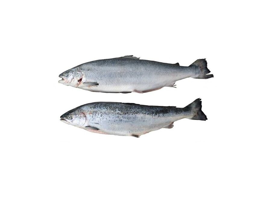 Машина для удаления чешуи Tri-4CXX Uni-Food Technic-3